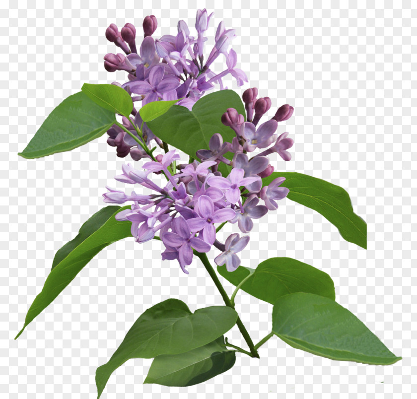 Lilac Syzygium Aromaticum Flowering Plant Purple Clip Art PNG