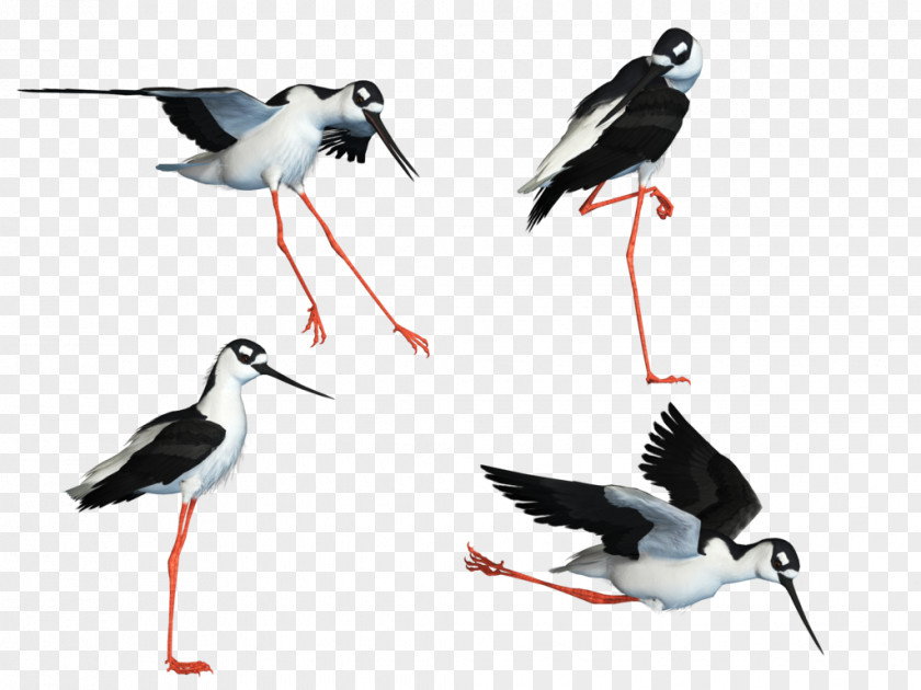 Macaw Bird Wader White Stork Stilt PNG