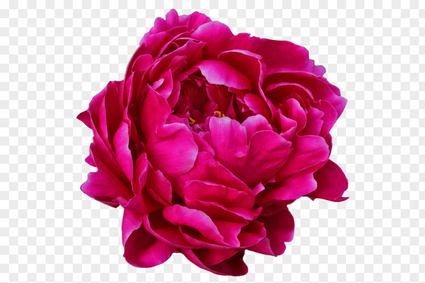Peony Garden Roses Chinese Common PNG
