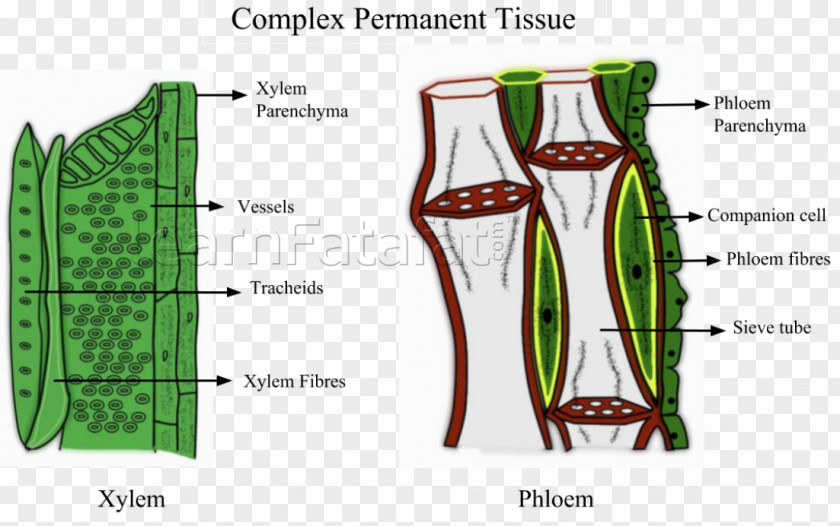 Plant Tissue Phloem Xylem Pletivo PNG