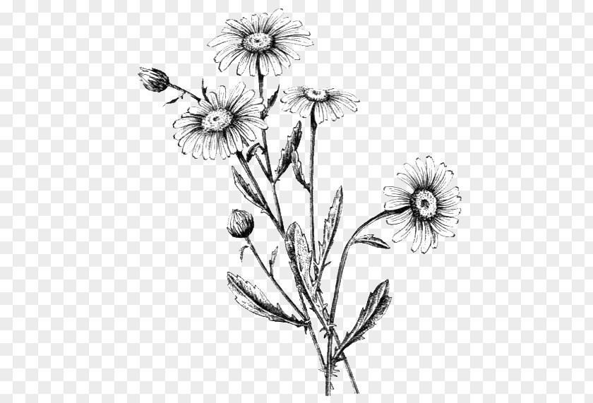 Plants Common Daisy Oxeye Flowering Plant Cut Flowers PNG