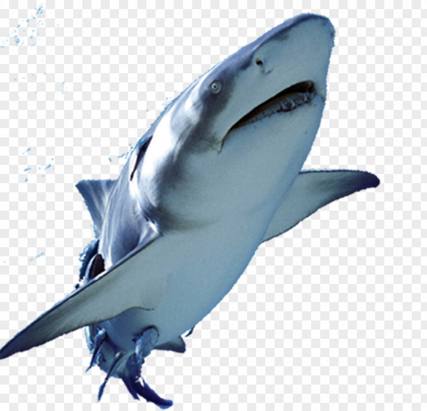 Shark Swimming Great White Fish PNG