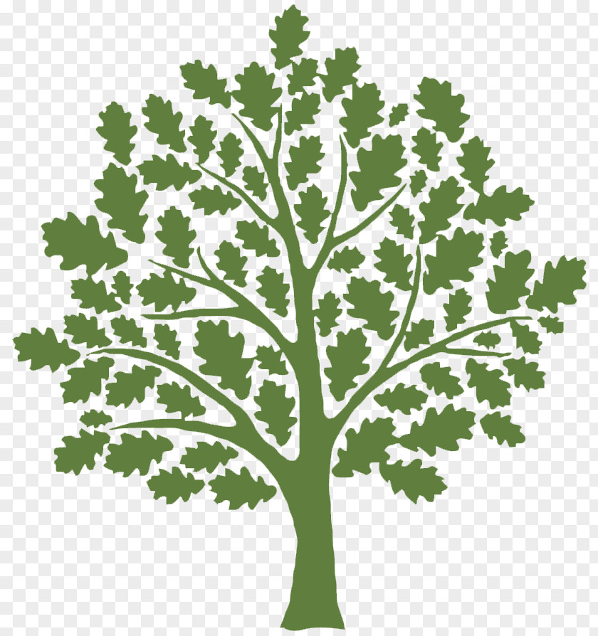 Tree Clip Art Oak Vector Graphics Shutterstock PNG