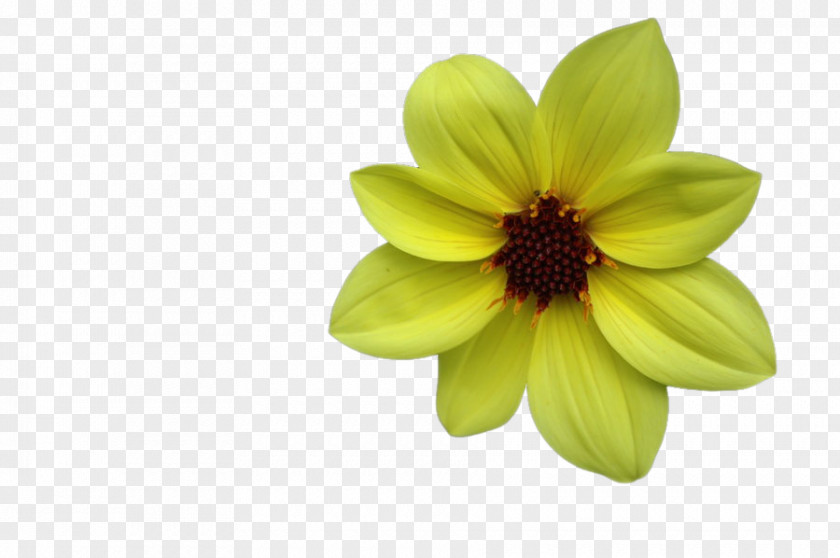 Cosmos Dahlia PNG