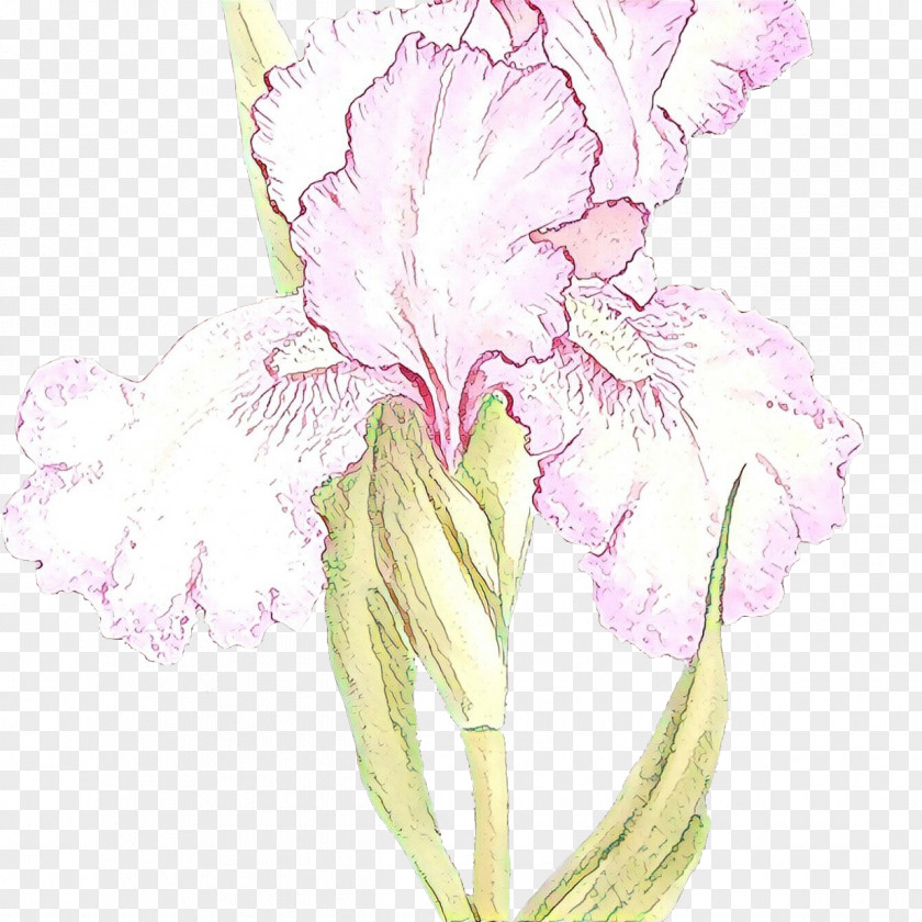 Cut Flowers Kaempferia Rotunda Flowering Plant Flower Petal Iris PNG