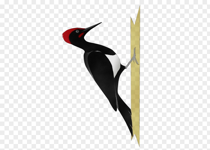 Oystercatcher Red Headed Woodpecker Hummingbird PNG