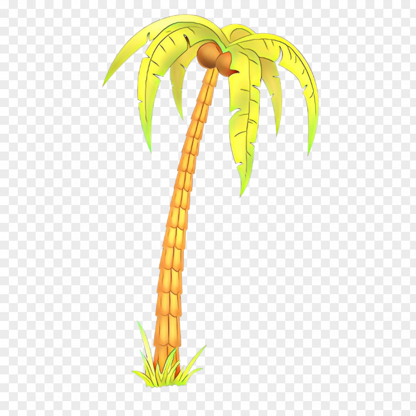 Terrestrial Plant Stem Palm Tree PNG