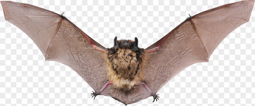 Bat Vampire Raccoon Animal Echolocation PNG