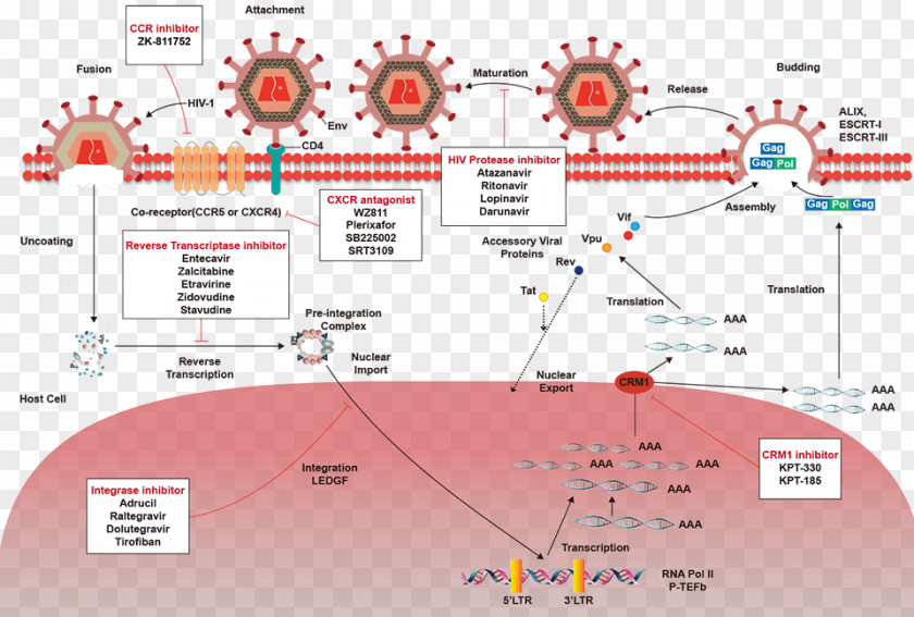 Ledipasvir Antiviral Drug Enzyme Inhibitor Antibiotics Integrase Reverse Transcriptase PNG