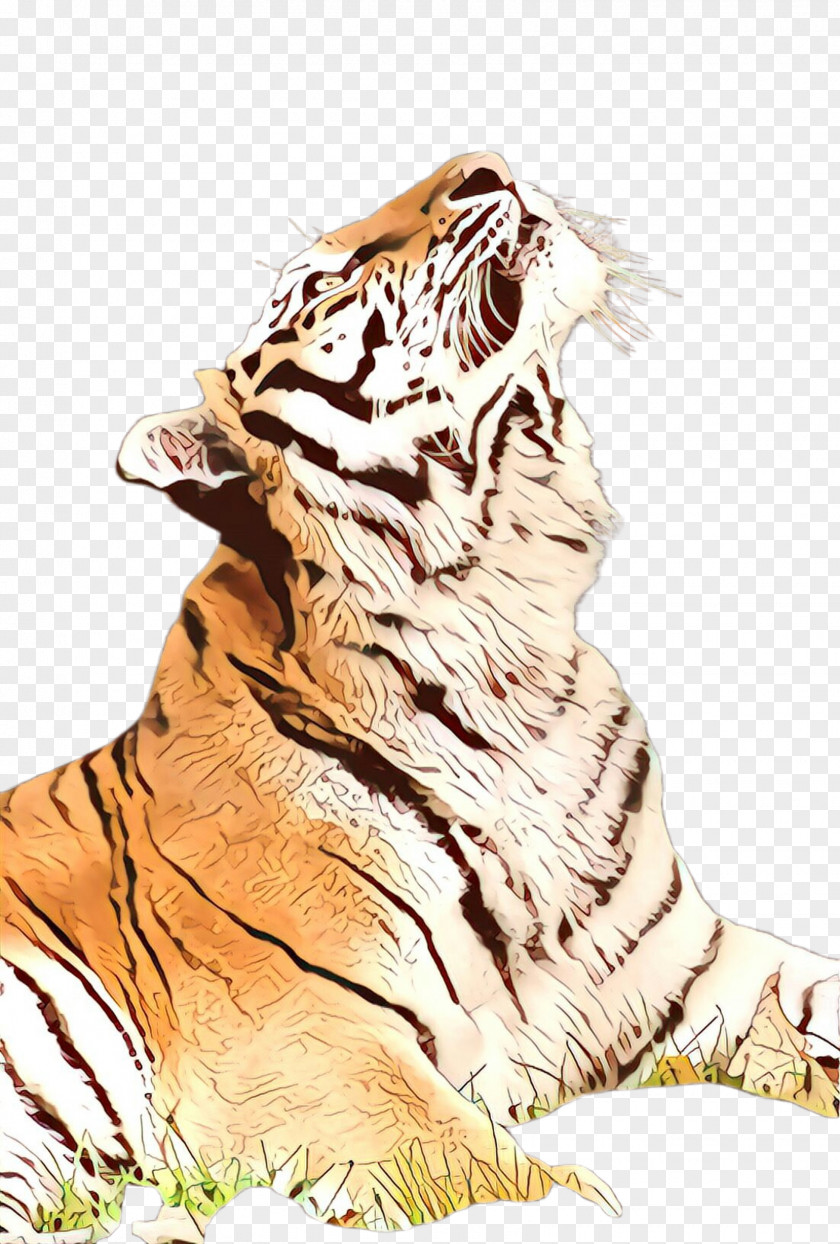 Tiger Bengal Siberian Roar Wildlife PNG