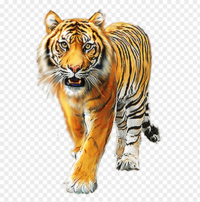 Tiger Image Lion Psd PNG