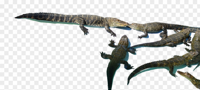 Alligator Crocodiles Velociraptor Tyrannosaurus Lizard Dinosaur PNG