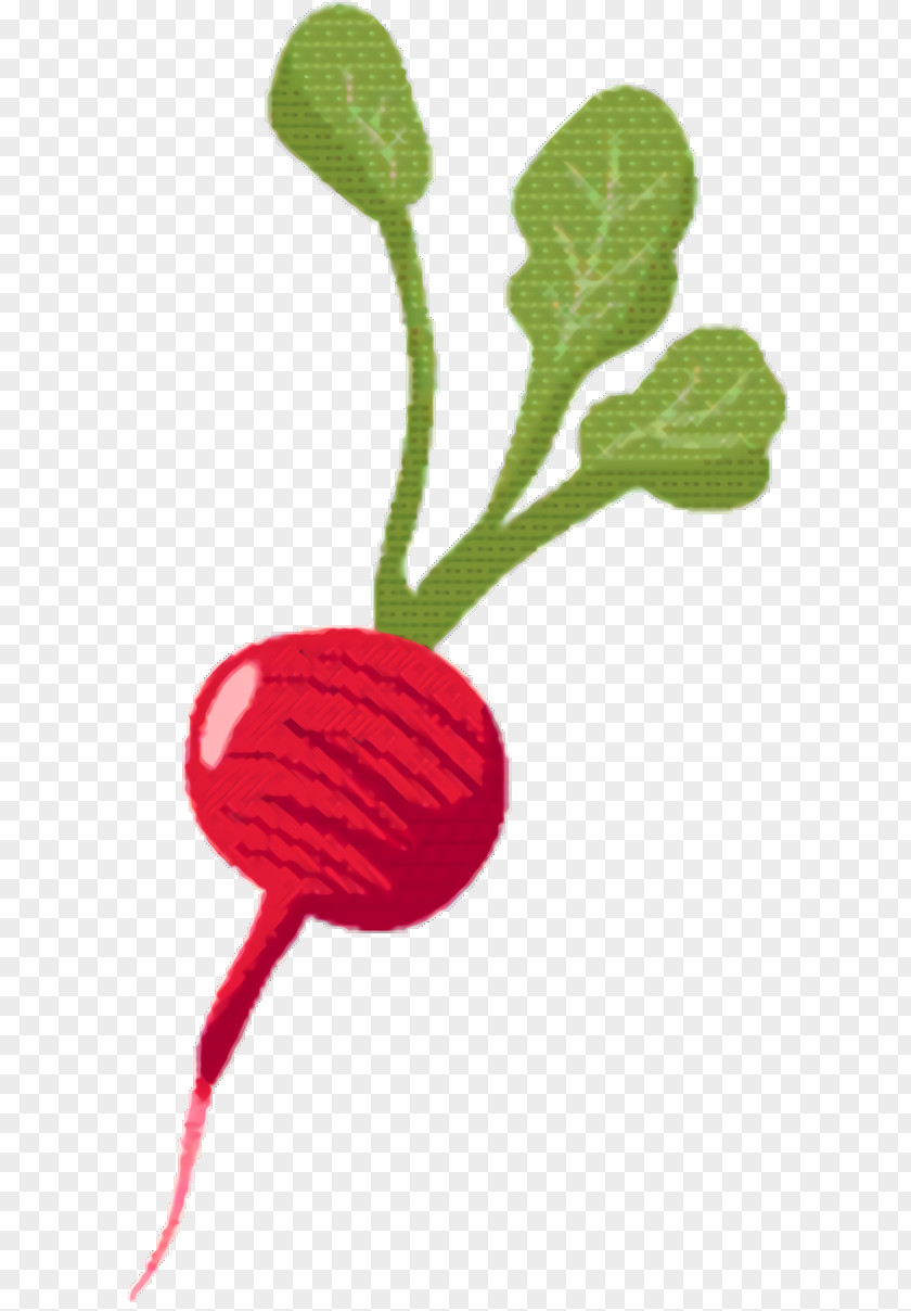 Coquelicot Plant Stem Carrot Cartoon PNG