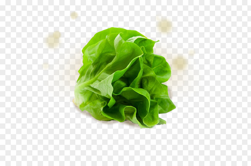 Lettuce Iceberg Romaine Stock Photography Salad Vegetable PNG