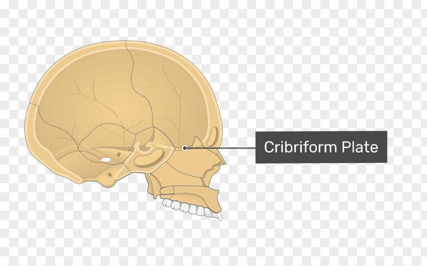 Skull Cribriform Plate Orbital Lamina Of Ethmoid Bone Sinus PNG