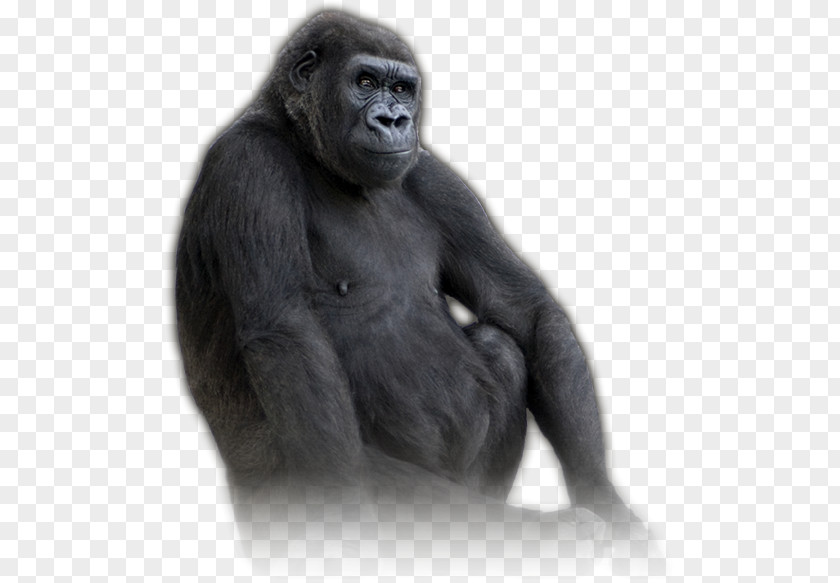 Apes And Monkeys Western Gorilla Common Chimpanzee United States Virunga National Park Volcanoes PNG