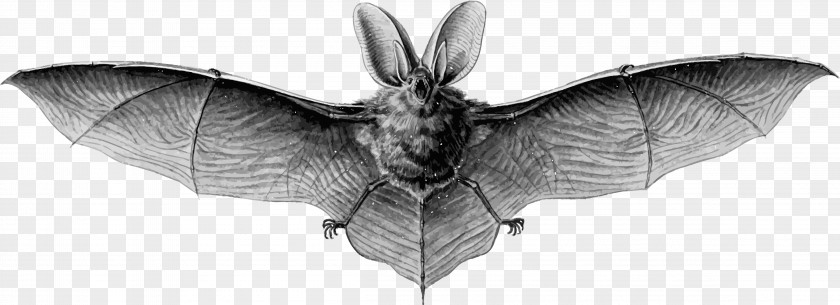 Bat Vector Megabat Drawing Illustration PNG