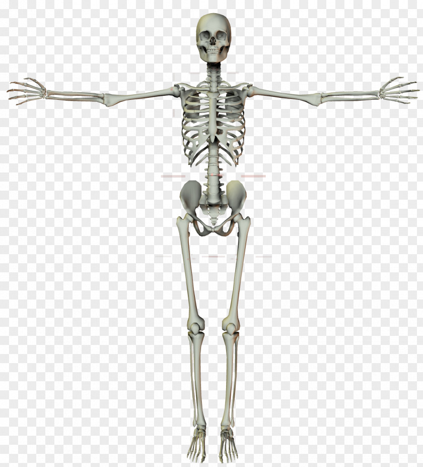 Human Skeleton Frame Homo Sapiens Bone PNG