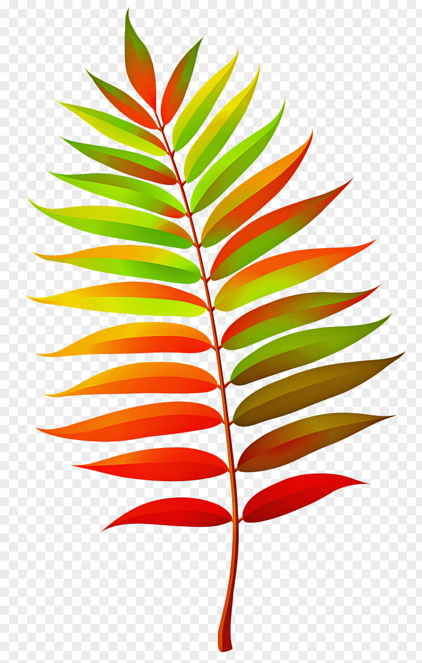 Vascular Plant Heliconia Tree Branch Silhouette PNG