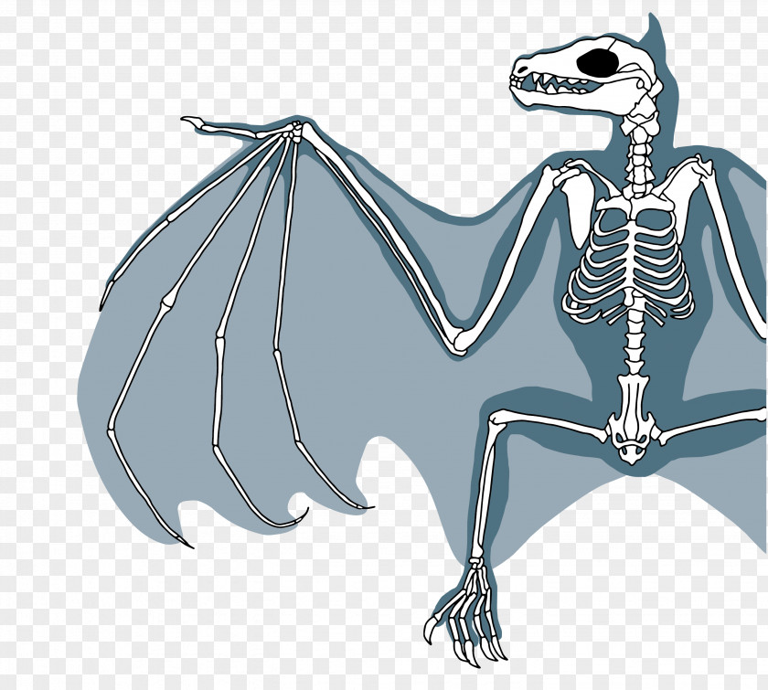 Bat Grey-headed Flying Fox Rodrigues Little Red Skeleton PNG