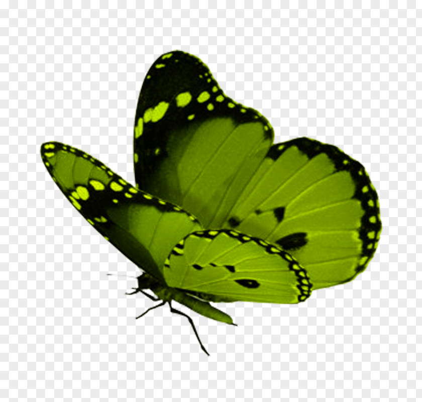 Butterfly Monarch Insect Green Clip Art PNG