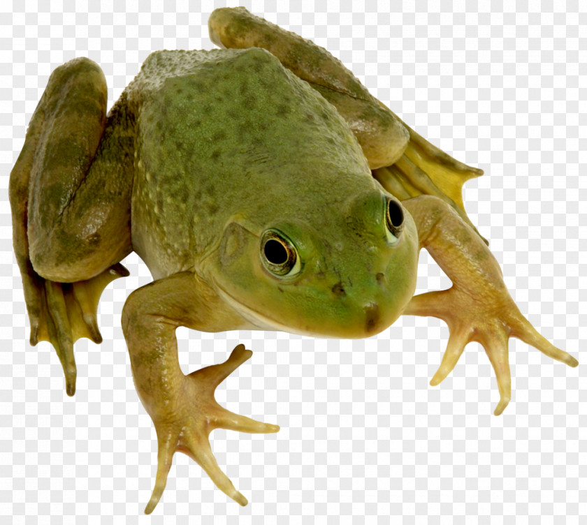 Frog True Edible Amphibian PNG