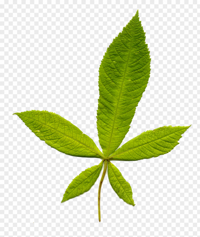 Leaf Plant Stem Wikipedia Information PNG