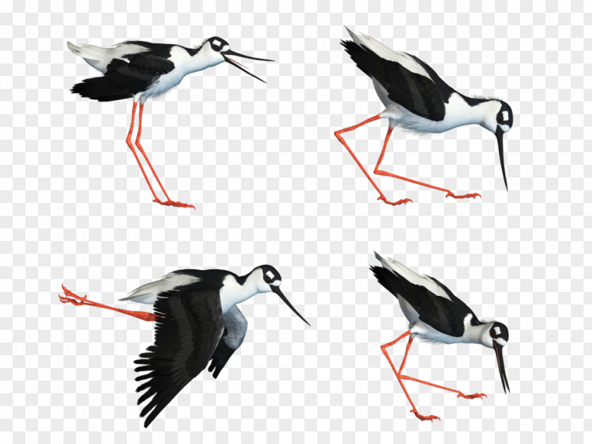 Share Water Bird White Stork Wader PNG