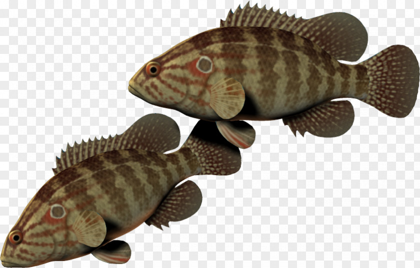 Tilapia PNG