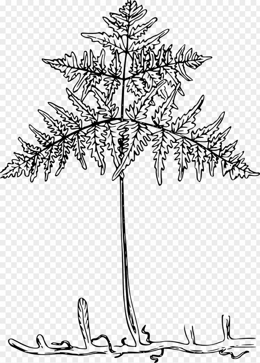 Tree Fern Dicksonia Antarctica Root Leaf Plants Clip Art PNG