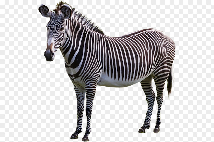 Zebra Horse Donkey PNG