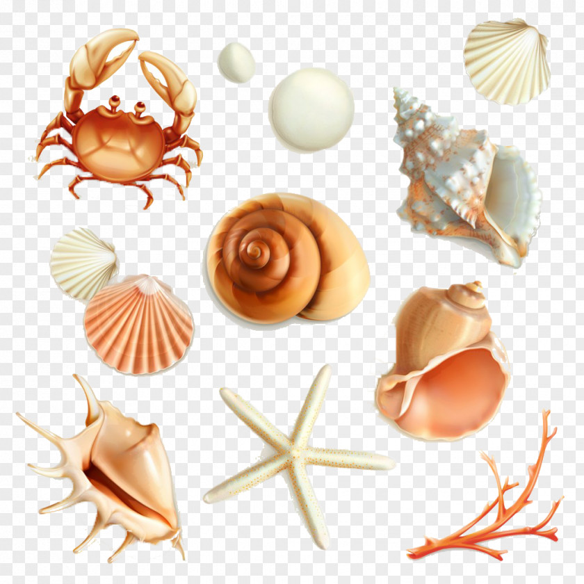 3D Cartoon Sea Cargo Mollusc Shell Royalty-free Seashell Illustration PNG