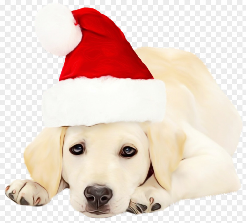Akbash Dog Christmas Golden Retriever Background PNG