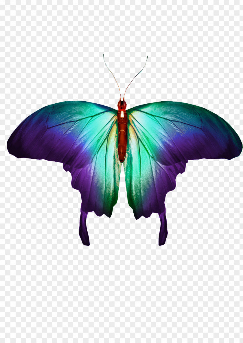 Butterfly Stock Photography Image Royalty-free PNG