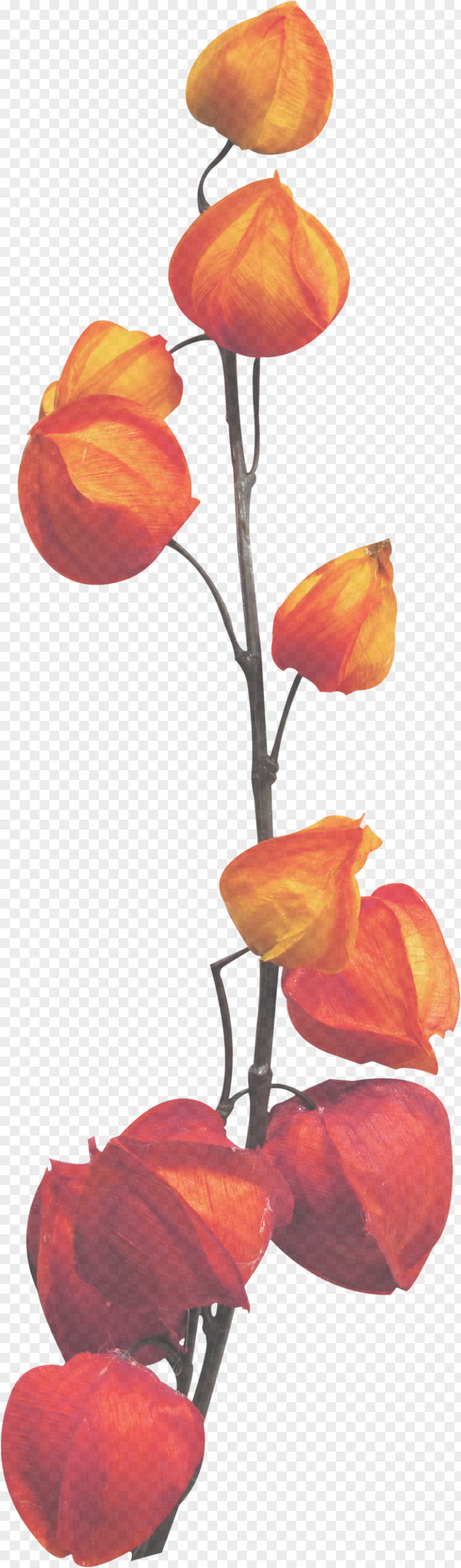 Cut Flowers Coquelicot Orange PNG