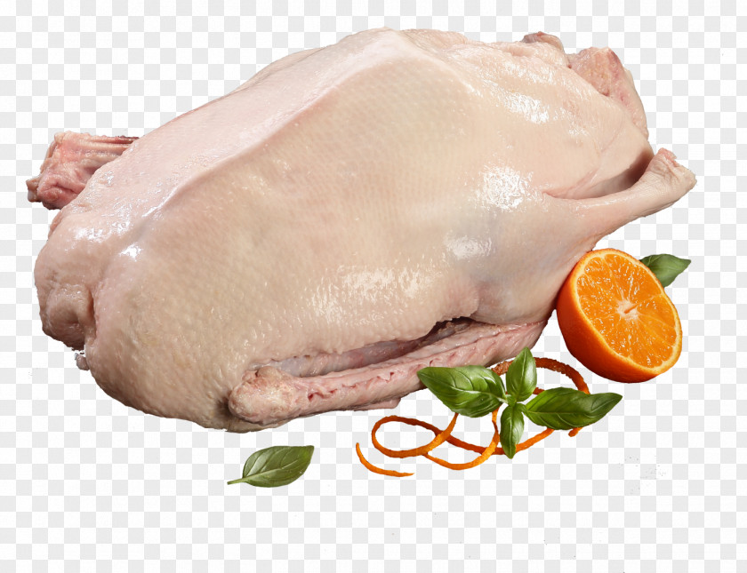 Goose Anser Domestic Duck Chicken PNG