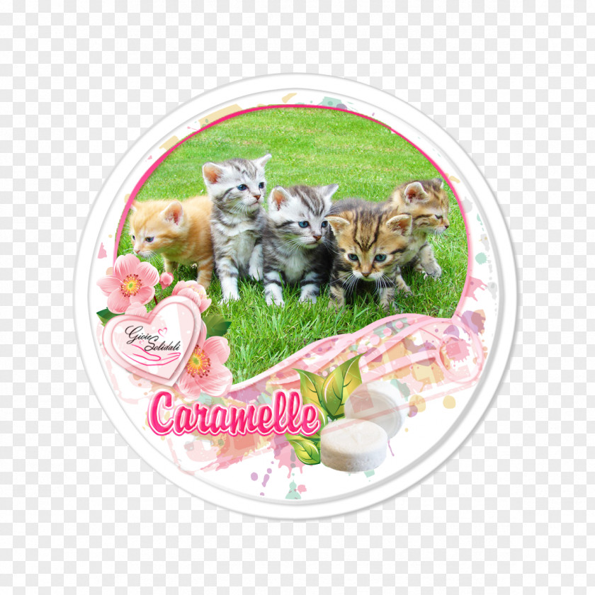 Kitten Food Catkin Zazzle Plakat Naukowy PNG