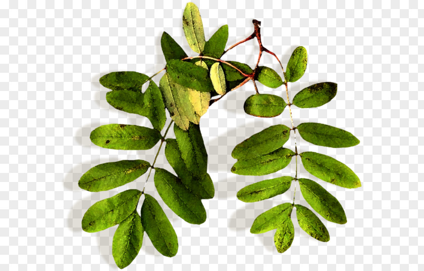 Leaf Rowan Tree Plant Stem Herbalism PNG