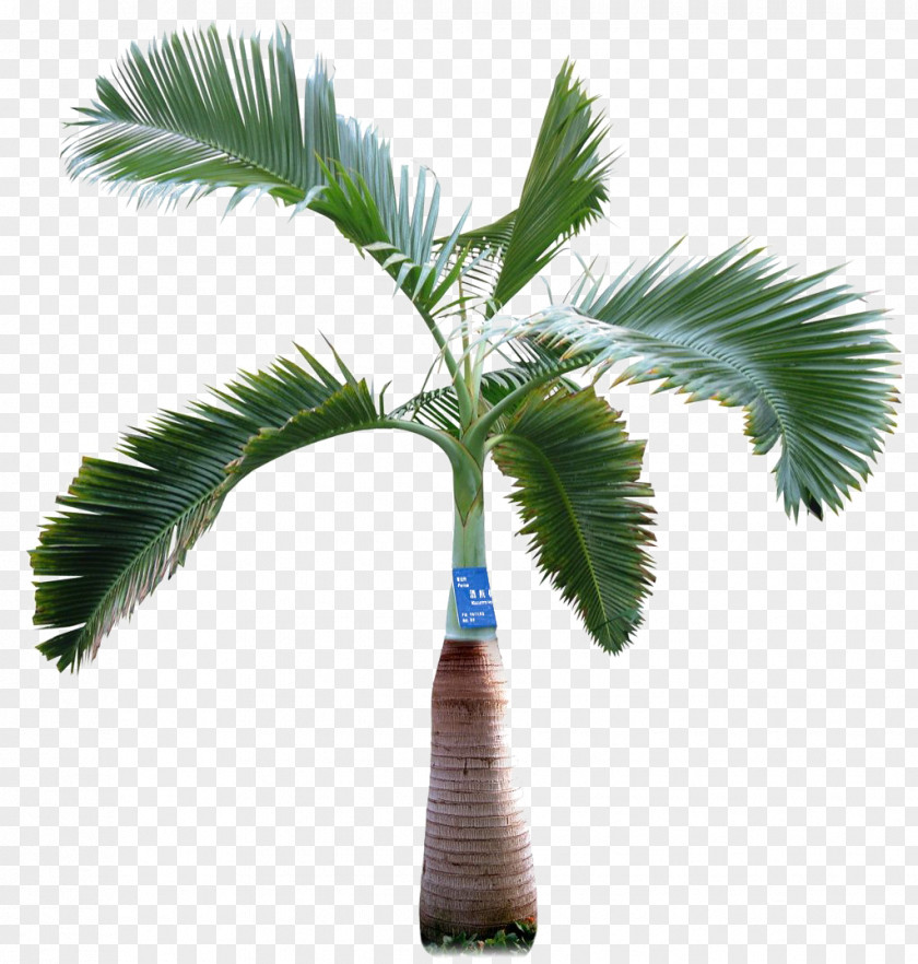 Palm Tree Asian Palmyra Arecaceae PNG