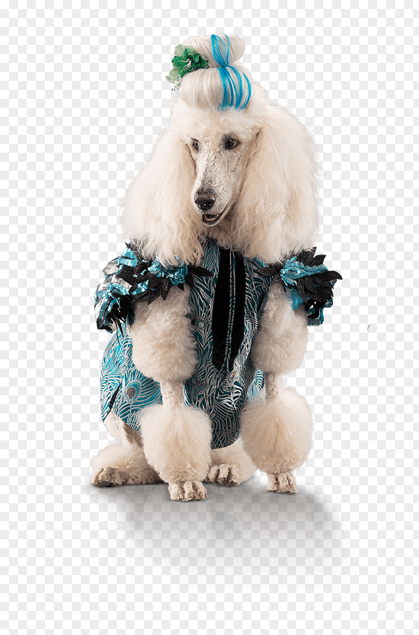 Pound Puppies Bulldog Standard Poodle Miniature Puppy Dog Breed PNG