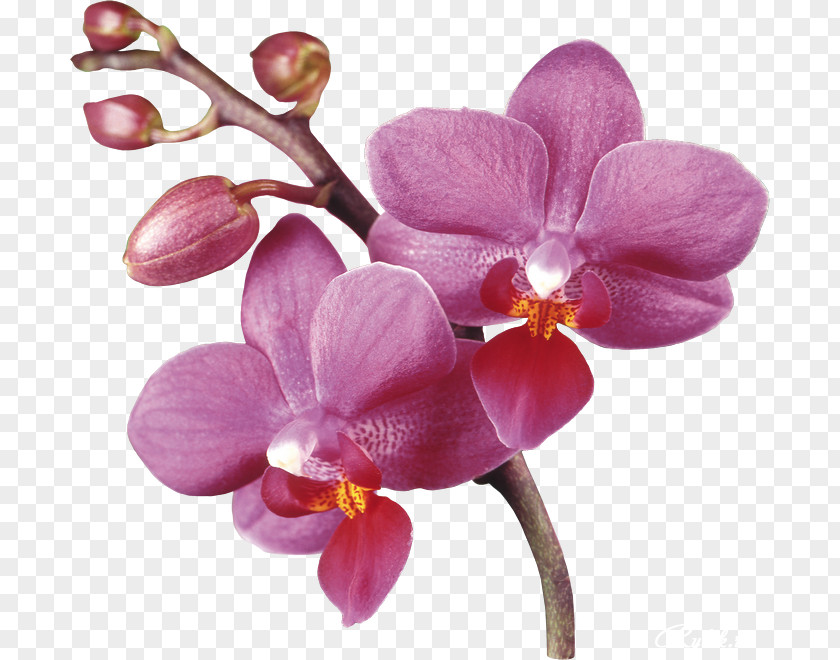 Purple Orchids Clip Art PNG