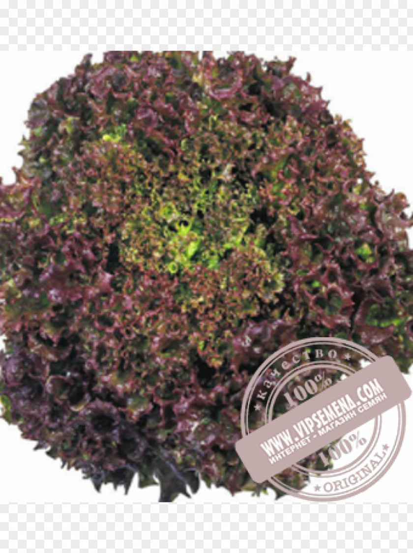 Salad Red Leaf Lettuce Seeds Lollo Rossa Vegetable PNG