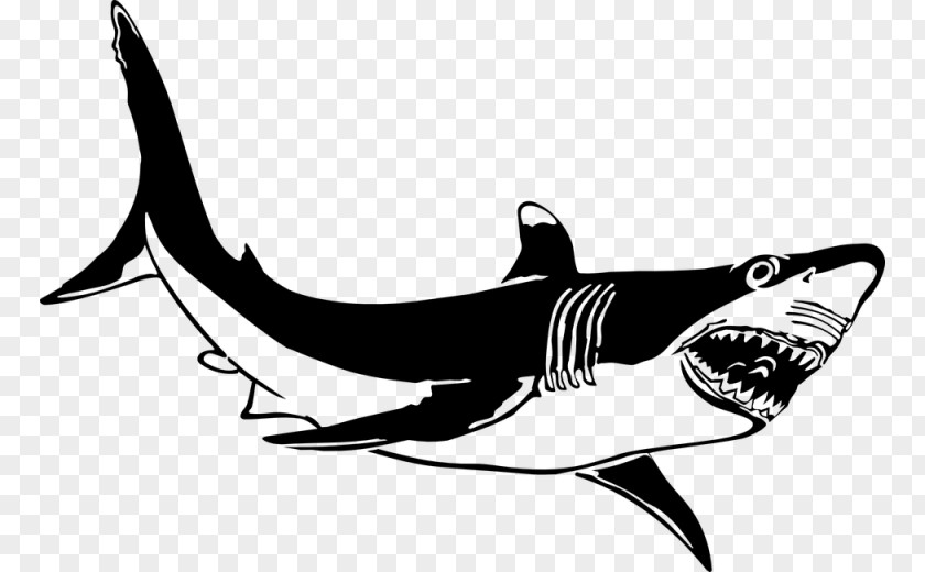 Shark Great White Hungry Evolution Clip Art PNG