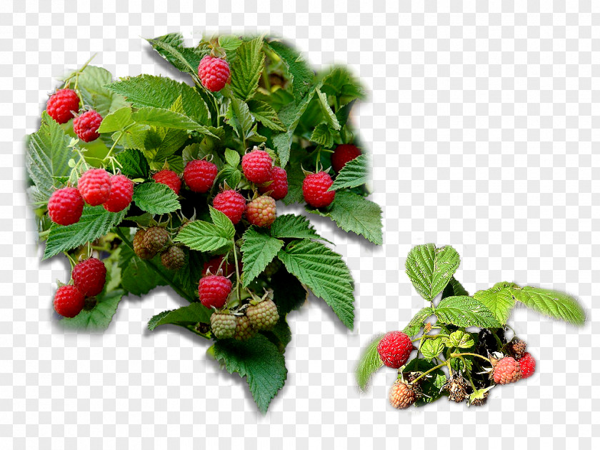 Strawberry Loganberry Raspberry Red Mulberry Tayberry PNG