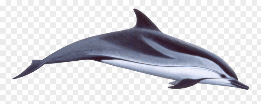 Dolphin Common Bottlenose Spinner Striped Short-beaked Porpoise PNG