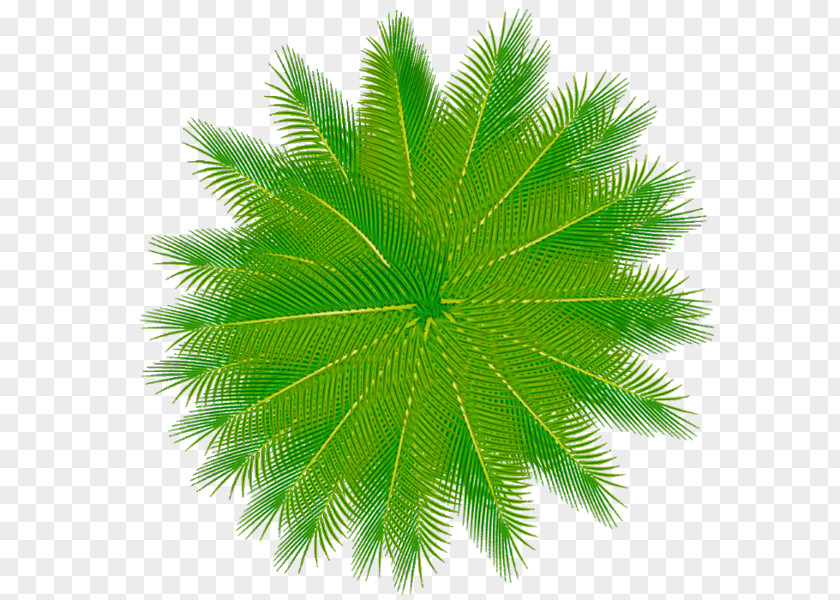 No Asian Palmyra Palm Ni T-16 Wo PNG