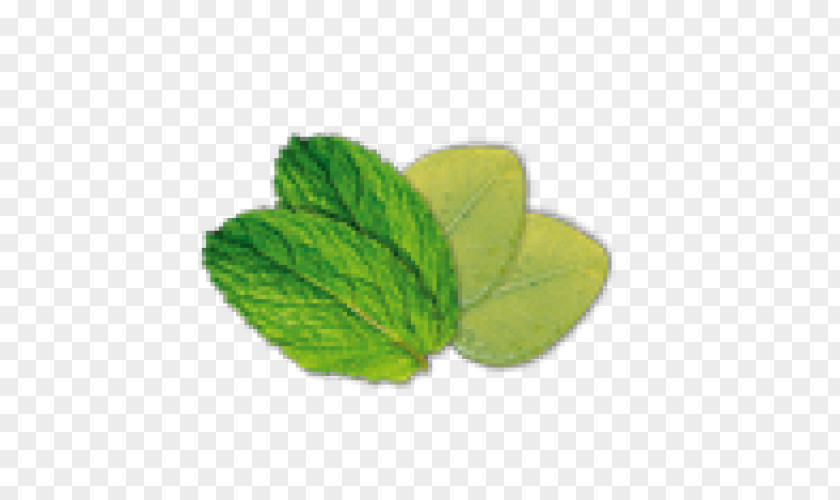 Oil Essential Gum Trees Perfume Mint PNG