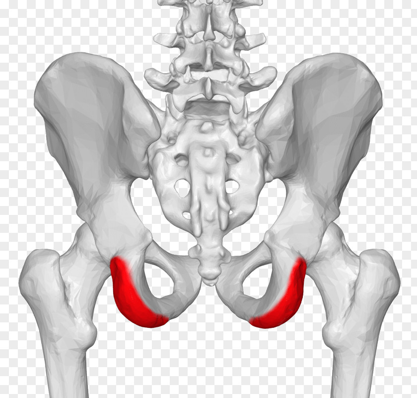 Psis Posterior Superior Iliac Spine Crest Anterior Anatomy PNG