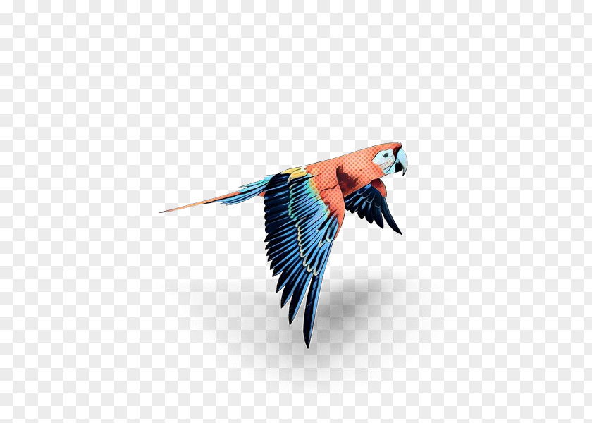Tail Wildlife Bird Parrot PNG