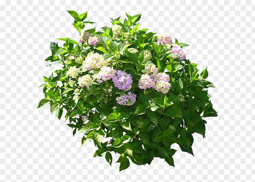 Green Plants Floral Design Hydrangea 3D Computer Graphics Flower Box Flowerpot PNG